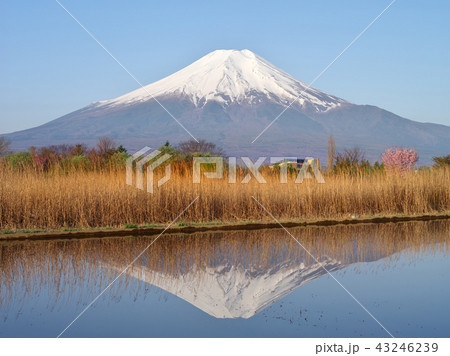 忍野富士 忍野富士 43246239