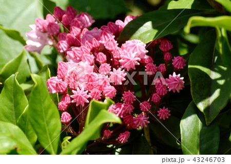 三鷹中原に咲くカルミア(アメリカシャクナゲ) 三鷹中原に咲くカルミア(アメリカシャクナゲ) 43246703