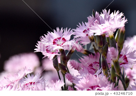 三鷹中原に咲くピンクのナデシコ 三鷹中原に咲くピンクのナデシコ 43246710
