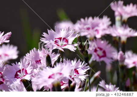 三鷹中原に咲くピンクのナデシコ 三鷹中原に咲くピンクのナデシコ 43246887