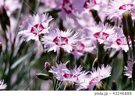 三鷹中原に咲くピンクのナデシコ 三鷹中原に咲くピンクのナデシコ 43246888