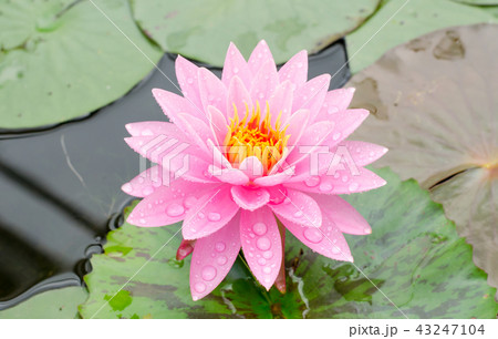 Beauty of Water Lily in the pond Beauty of Water Lily in the pond 43247104