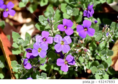 三鷹中原に咲くオーブリエチア 43247693
