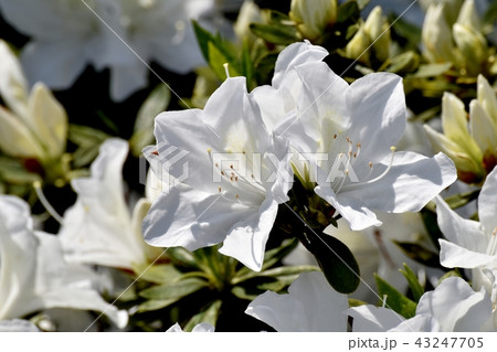 三鷹中原に咲く白いツツジ 43247705