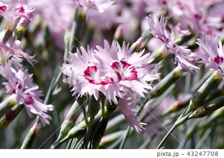 三鷹中原に咲くナデシコ 43247708