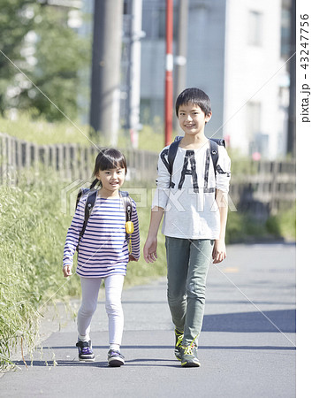 通学する子供たち 43247756
