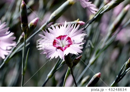 三鷹中原に咲くナデシコ 三鷹中原に咲くナデシコ 43248634