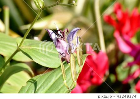 三鷹中原に咲くホトトギス 43249374