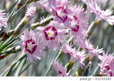 三鷹中原に咲くナデシコ 三鷹中原に咲くナデシコ 43249380