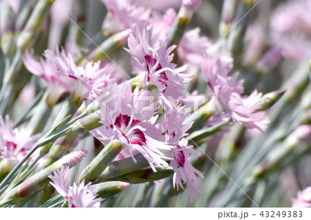 三鷹中原に咲くナデシコ 43249383