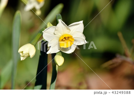 三鷹中原に咲く白いスイセン(ニホンズイセン) 三鷹中原に咲く白いスイセン(ニホンズイセン) 43249388
