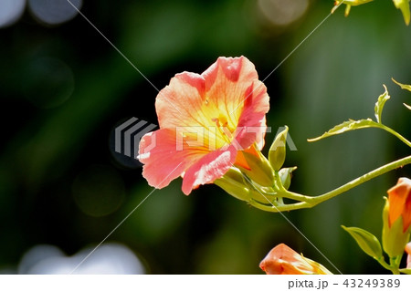 三鷹中原に咲くノウゼンカズラ 三鷹中原に咲くノウゼンカズラ 43249389