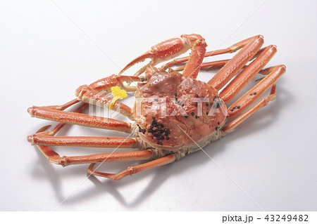 越前がに　タグ付き 43249482