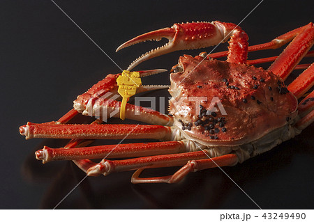 越前がに タグ付き 越前がに タグ付き 43249490