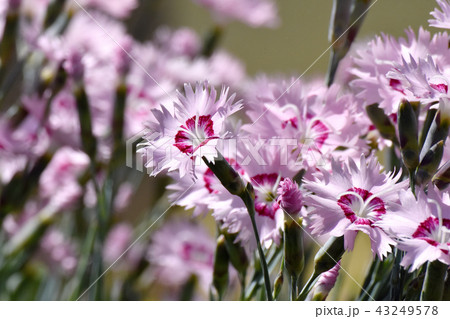 三鷹中原に咲くナデシコ 43249578