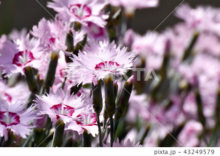 三鷹中原に咲くナデシコ 43249579