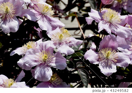 三鷹中原に咲くナデシコ 43249582