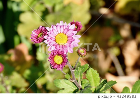 三鷹中原に咲くピンクのスプレーギク（スプレーマム） 43249583