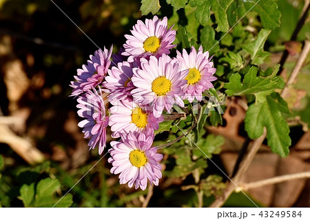 三鷹中原に咲くピンクのスプレーギク（スプレーマム） 43249584