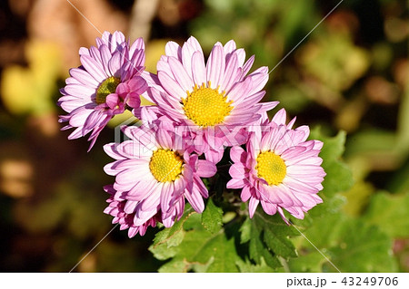 三鷹中原に咲くピンクのスプレーギク（スプレーマム） 43249706