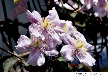 三鷹中原に咲く薄紫色のクレマチス 43249708