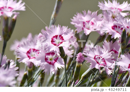 三鷹中原に咲くナデシコ 三鷹中原に咲くナデシコ 43249711