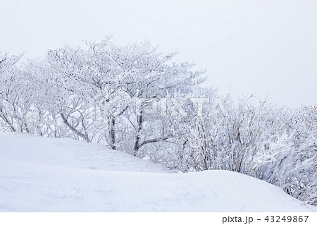 雪景色 雪花 冬 43249867