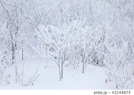 雪景色 雪花 冬 43249875
