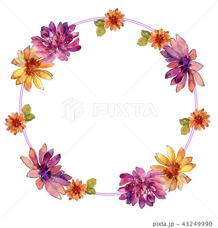 Watercolor colorful african daisy flower. Floral botanical flower. Frame border ornament square. Watercolor colorful african daisy flower. Floral botanical flower. Frame border ornament square. 43249990