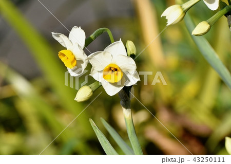 三鷹中原に咲く白いスイセン（ニホンズイセン） 43250111