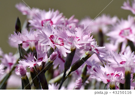 三鷹中原に咲くナデシコ 43250116