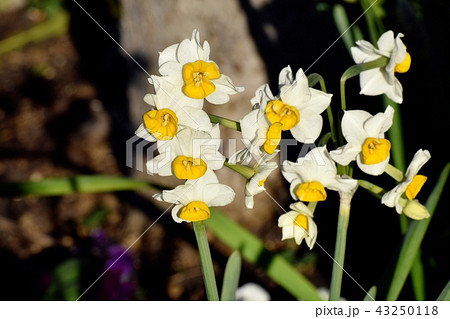 三鷹中原に咲く白いスイセン（ニホンズイセン） 43250118