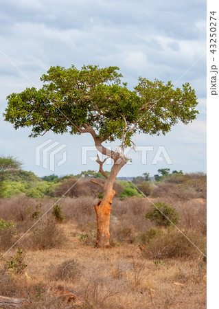 Landscape with nobody tree in Africa Landscape with nobody tree in Africa 43250274