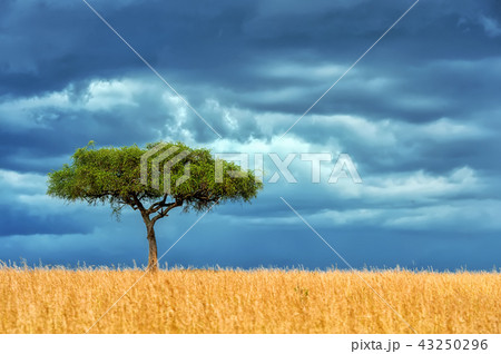 Landscape with nobody tree in Africa 43250296