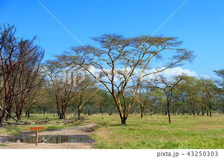 Savannah landscape in the National park of Kenya Savannah landscape in the National park of Kenya 43250303