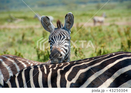 Zebra on grassland in Africa Zebra on grassland in Africa 43250304