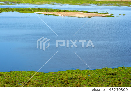 Savannah landscape with river Savannah landscape with river 43250309