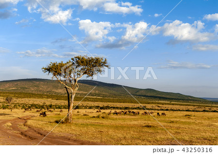 Landscape with nobody tree in Africa 43250316