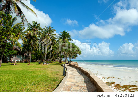 Palm trees at the beach Palm trees at the beach 43250323
