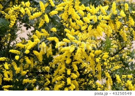 三鷹市中原に咲いたアカシヤ・ミモザ 三鷹市中原に咲いたアカシヤ・ミモザ 43250549