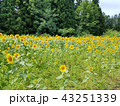 月山高原ひまわり畑 43251339
