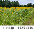 月山高原ひまわり畑 43251340