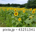 月山高原ひまわり畑 43251341