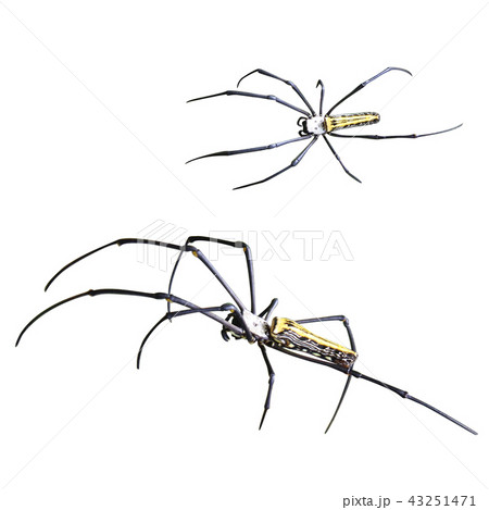Spider Nephila Maculata. Isolated on white Spider Nephila Maculata. Isolated on white 43251471
