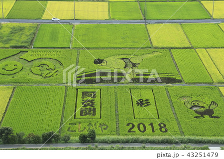 田んぼアート 埼玉県越谷市 田んぼアート 埼玉県越谷市 43251479