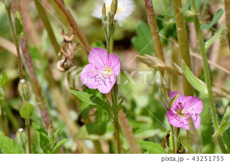 三鷹中原に咲くユウゲショウ（アカバナユウゲショウ） 43251755