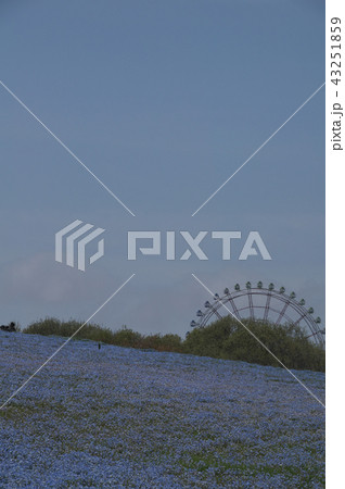 青の絶景 43251859