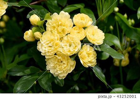 三鷹中原に咲く黄色いモッコウバラ 三鷹中原に咲く黄色いモッコウバラ 43252001