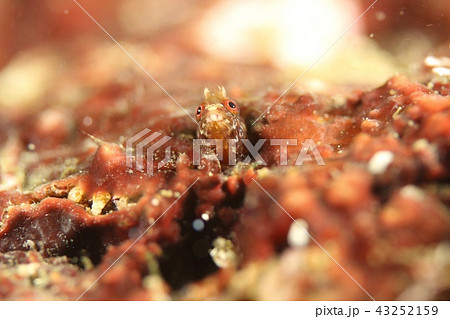 当島コケギンポコケギンポ（葉山）トウシマコケギンポ 43252159