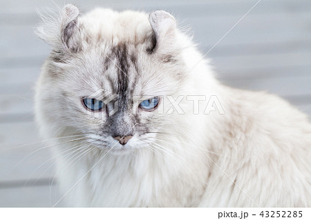 Close up portrait of cute American Curl cat 43252285